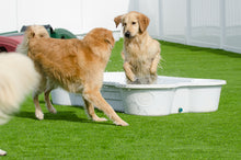 1 QTY Bone Pool™️and 1 QTY Paw Pool™️ Package by One Dog One Bone™️