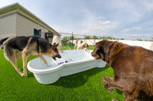 10 QTY Bone Pool™️ Package by One Dog One Bone™️