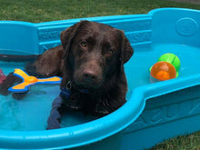 1 QTY Bone Pool™️and 1 QTY Paw Pool™️ Package by One Dog One Bone™️