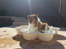 3 QTY Bone Pool™️ and 1 QTY Paw Pool™️ Package by One Dog One Bone™️