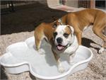 5 QTY Bone Pool™️and 5 QTY Paw Pool™️ Package by One Dog One Bone™️