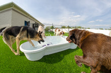 3 QTY Bone Pool™️ Package by One Dog One Bone™️